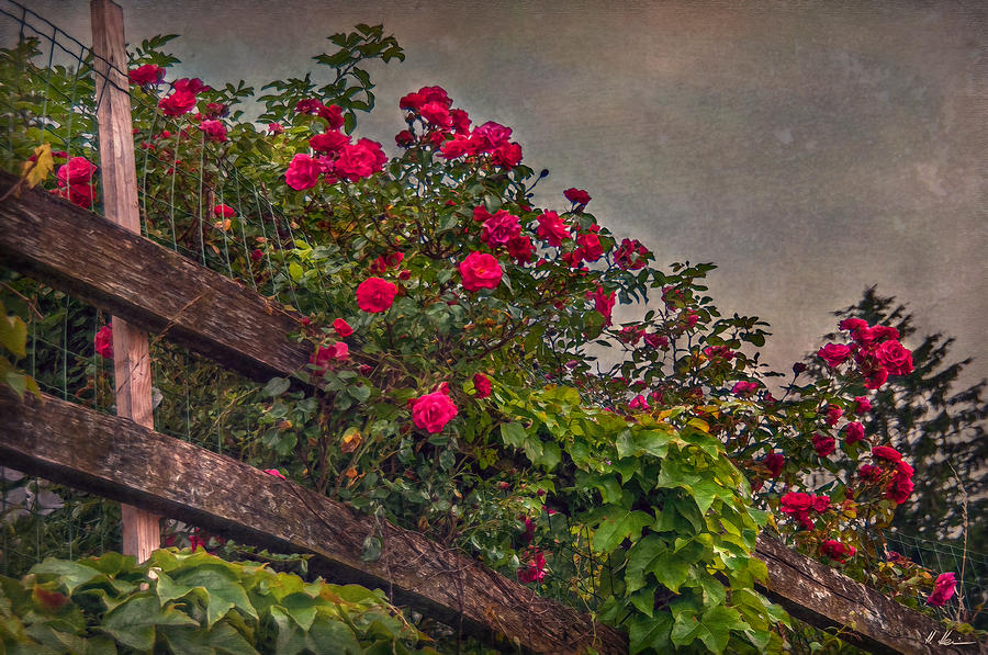 Blooming Fence Photograph by Hanny Heim