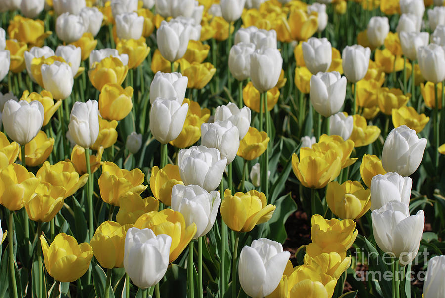 Blooming Field of Yellow and White Tulip Flowers Photograph by DejaVu Designs
