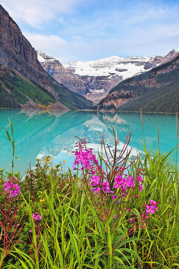 Banff National Park Photograph - Blooming Fireweed at Lakeside  by George Oze