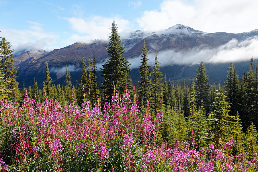 Banff National Park Photograph - Blooming Fireweed in the Canadian Rockies by George Oze