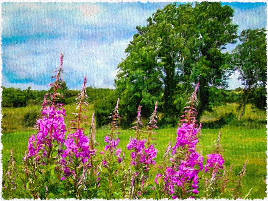 Blooming Fireweeds in Summer Digital Art by James Truett