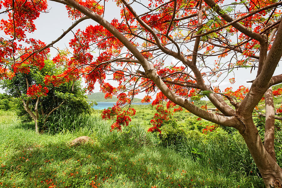 Flower Photograph - Blooming Flamboyan Tree by George Oze