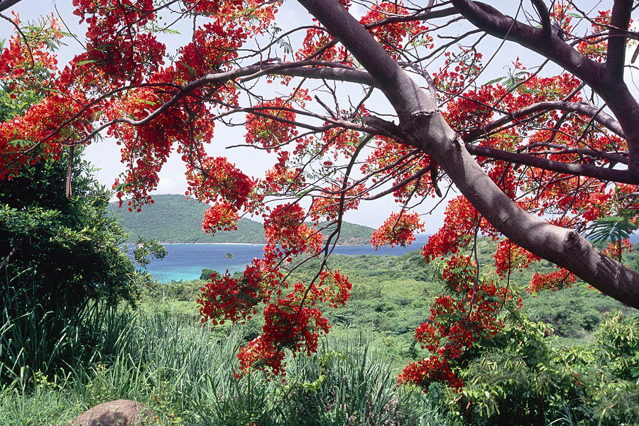 Beach Photograph - Blooming Flamboyan Tree Tamarindo Bay  Culebra Island  Puerto Rico by George Oze