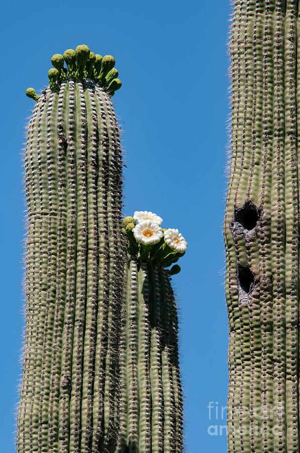 Saguaro National Park Photograph - Blooming Four by Bob Phillips