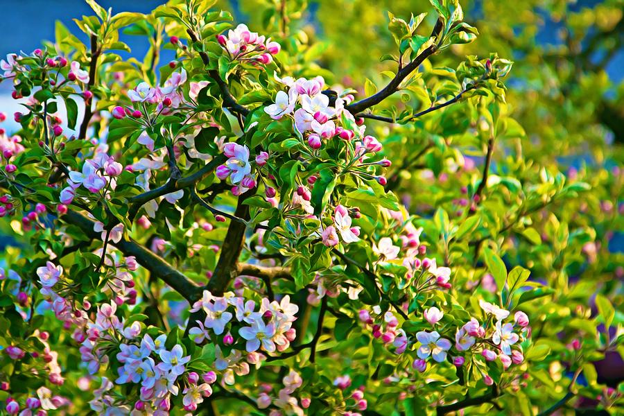 Blooming Fruit Tree at Springtime Photograph by Tatiana Travelways