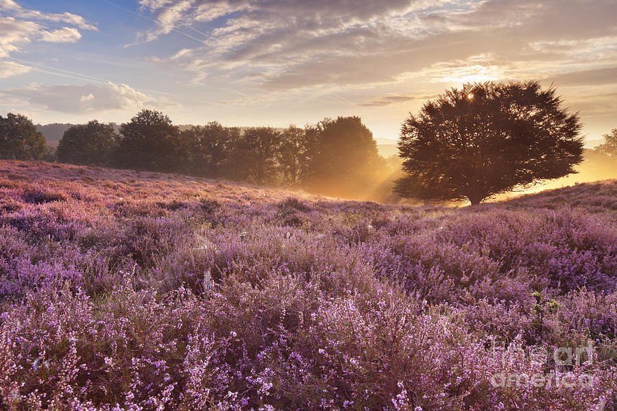 Blooming heather at sunrise at the Posbank in The Netherlands ...
