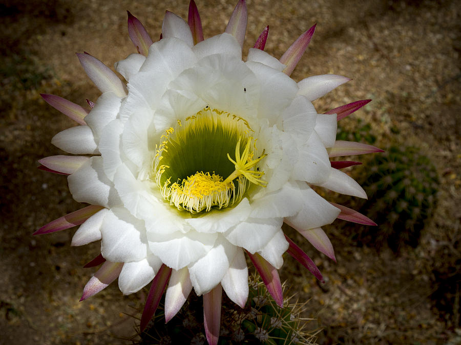 Blooming Hedgehog Cactus Photograph by Jean Noren