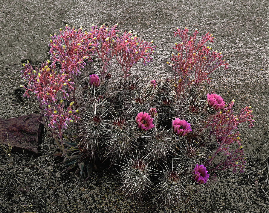 Blooming Hedgehog Cactus With Tiara Photograph by Paul Breitkreuz