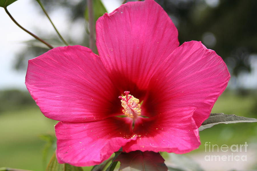 Nature Photograph - Blooming Hibiscus by Maria Young