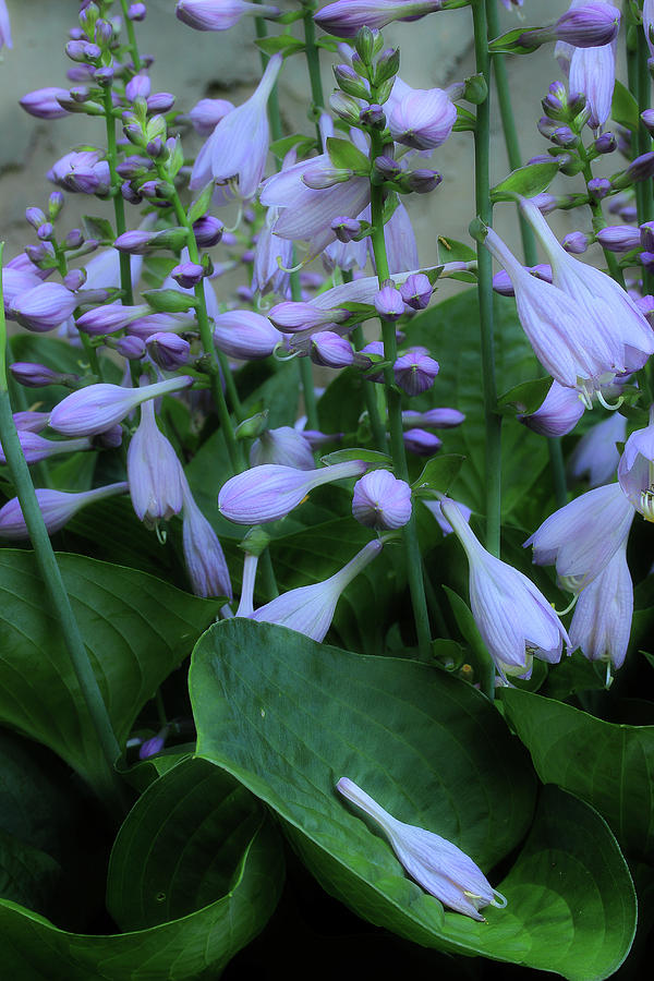 Blooming Hosta Photograph by Mike Eingle