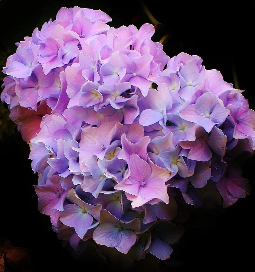 Blooming Hydrangea Photograph by Bruce Bley