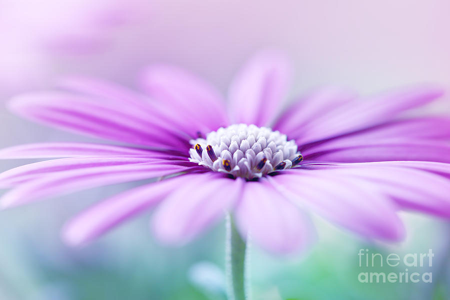 Blooming In Purple Photograph