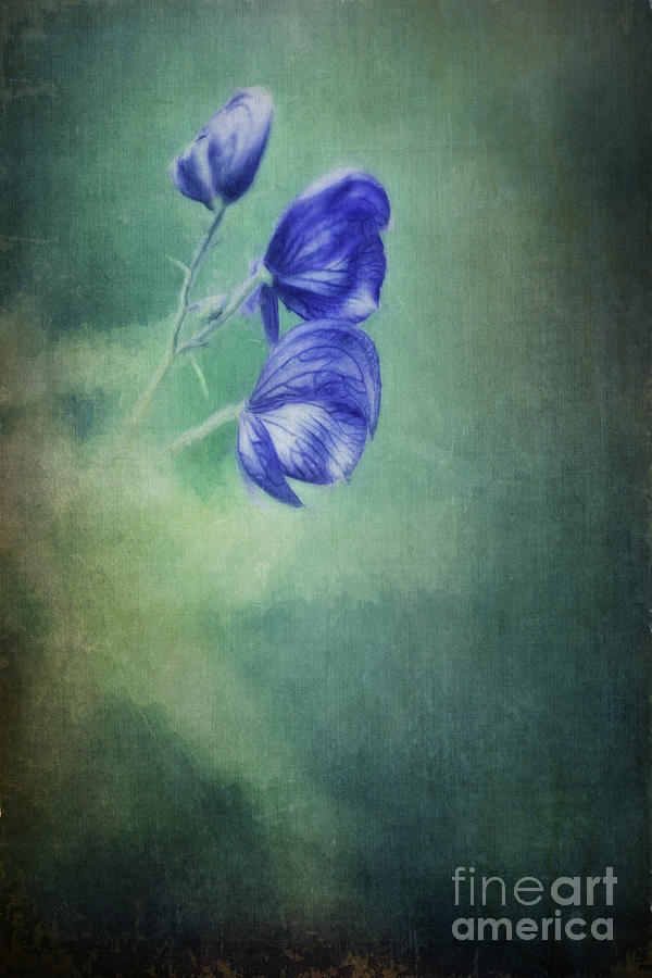 Flower Photograph - Blooming in the dark by Priska Wettstein