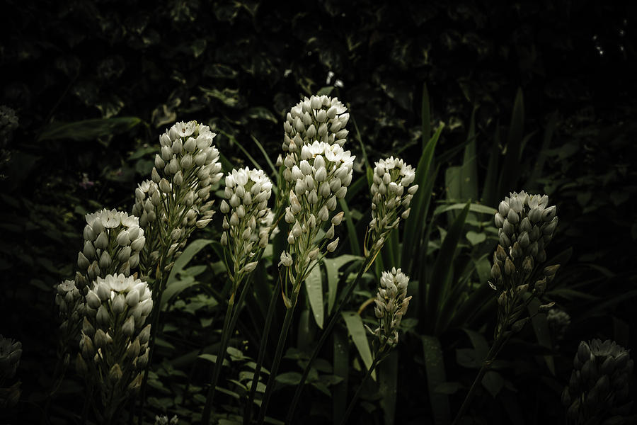 Blooming In The Shadows Photograph by Marco Oliveira