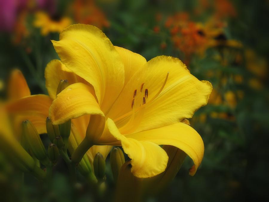 Lily Photograph - Blooming in Yellow by MTBobbins Photography