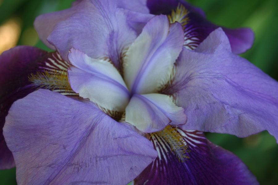 Iris Digital Art - Blooming Iris by Barbara S Nickerson