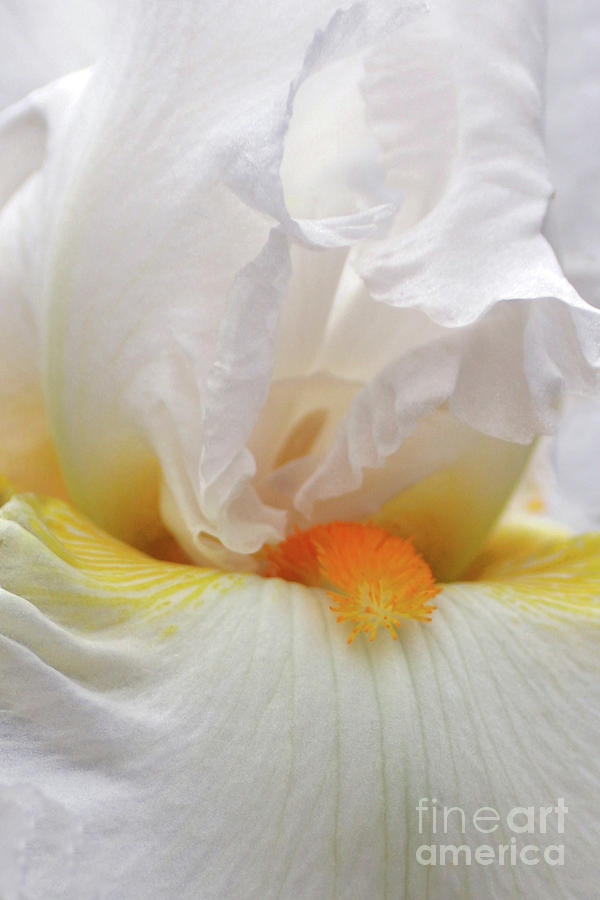 Blooming Iris Beauty Photograph by Joy Tudor