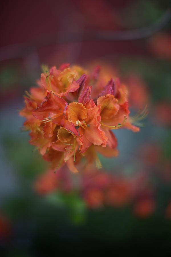 Blooming Photograph by Jakub Sisak
