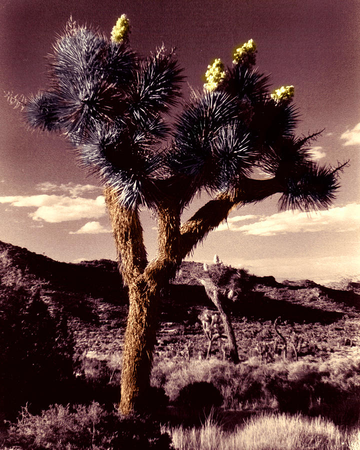 Blooming Joshua Tree Digital Art by Timothy Bulone