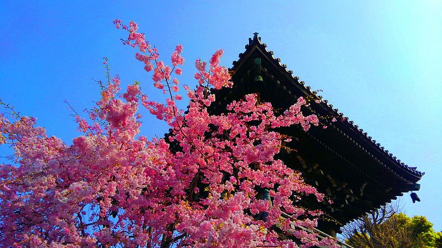 Cherry Blossom Digital Art - Blooming  by Kumiko Izumi