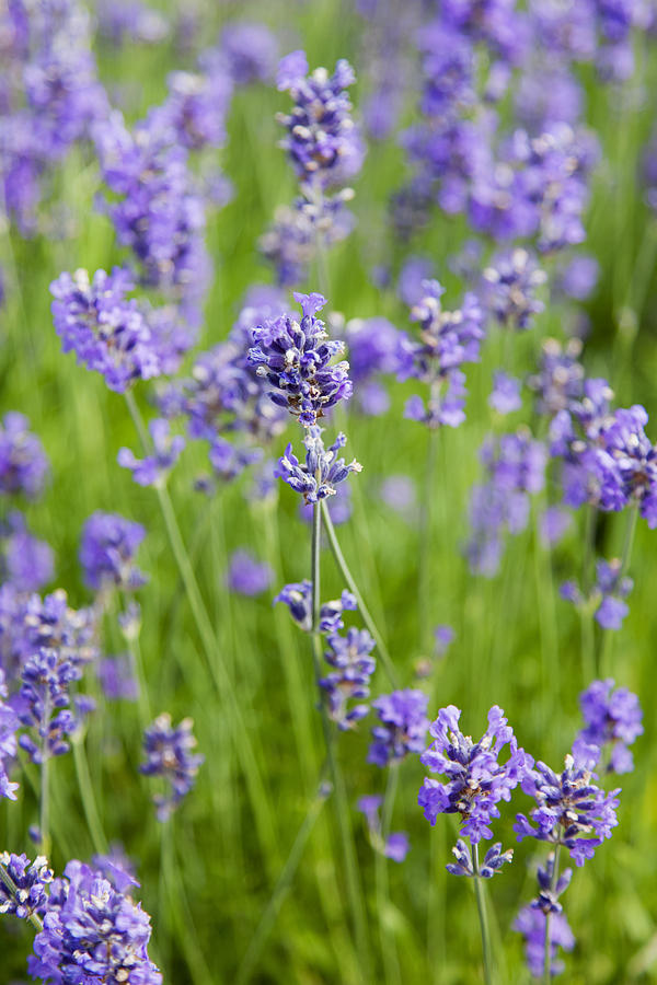 Lavendar Photograph - Blooming Lavendar by Gillian Dernie Lavendar Photograph - Blooming Lavendar by Gillian Dernie