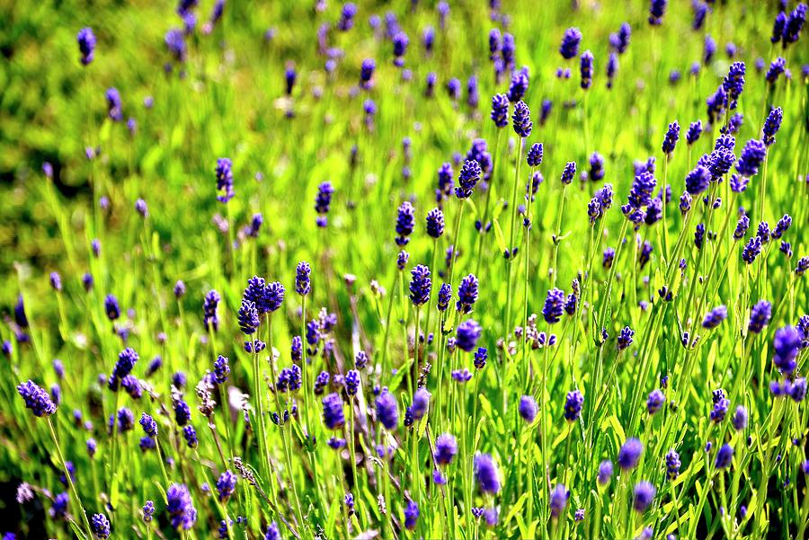 Blooming Lavender Photograph by Jerry Sodorff