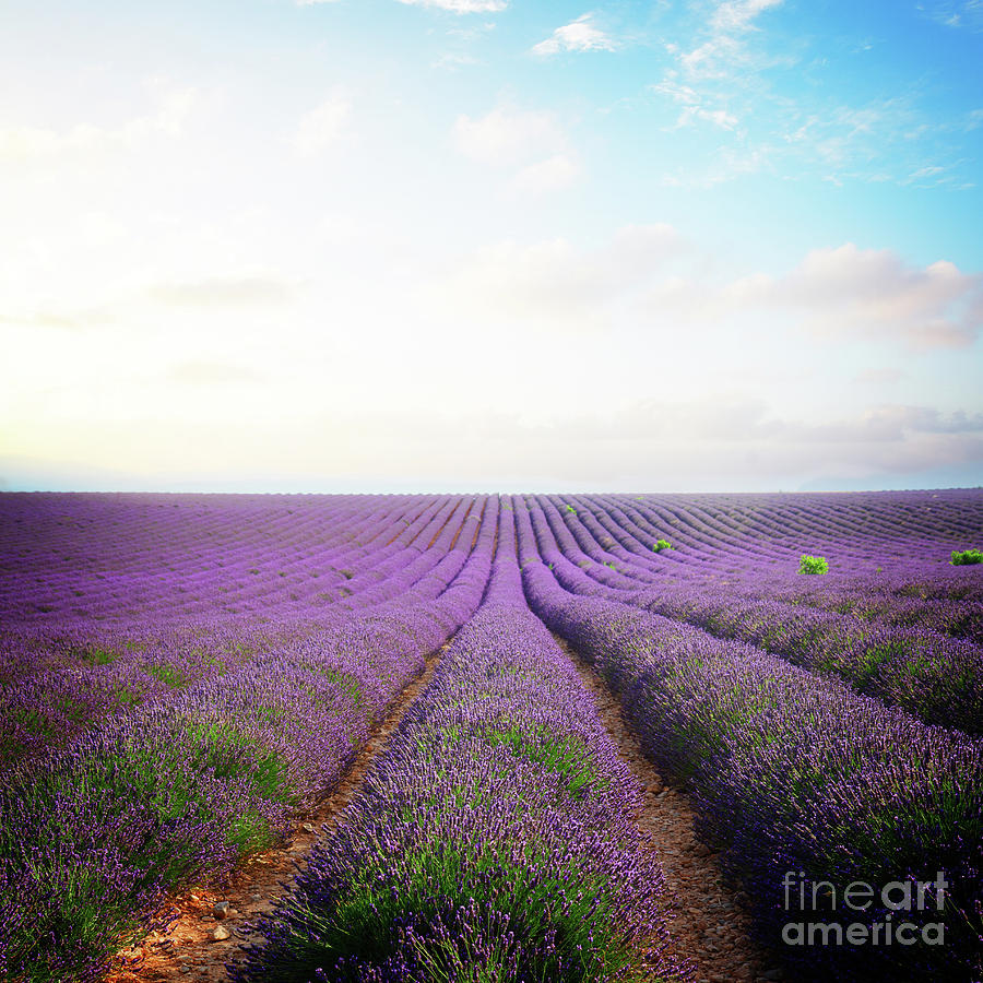 Blooming Lavender Field Rows Photograph by Anastasy Yarmolovich