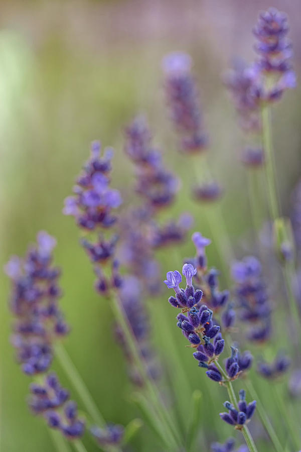 Blooming Lavender Photograph by Kristen Wilkinson
