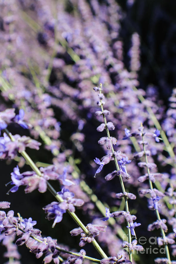 Blooming Lavender  Photograph by Susan Vineyard