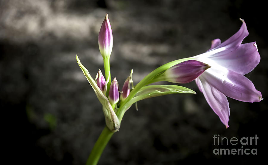 Blooming Lily Photograph by Barry Weiss