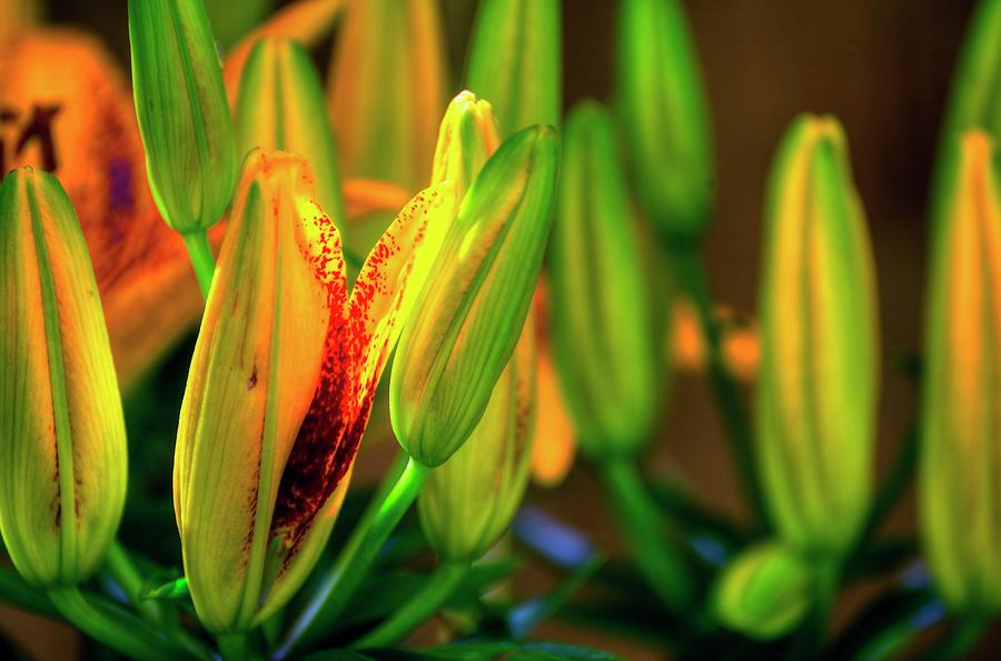 Blooming Lily Photograph by Jerry Sodorff