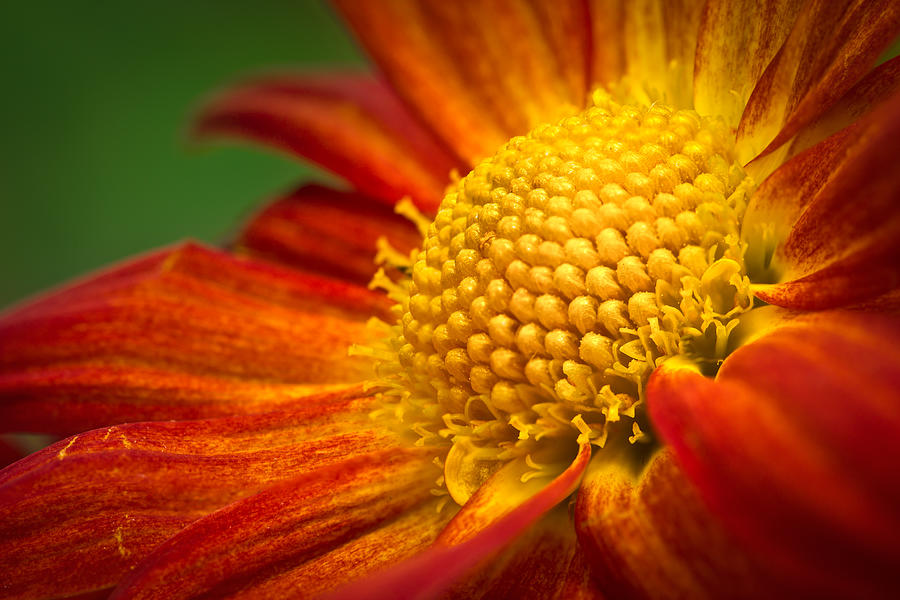 Flower Photograph - Blooming by Lutz Baar