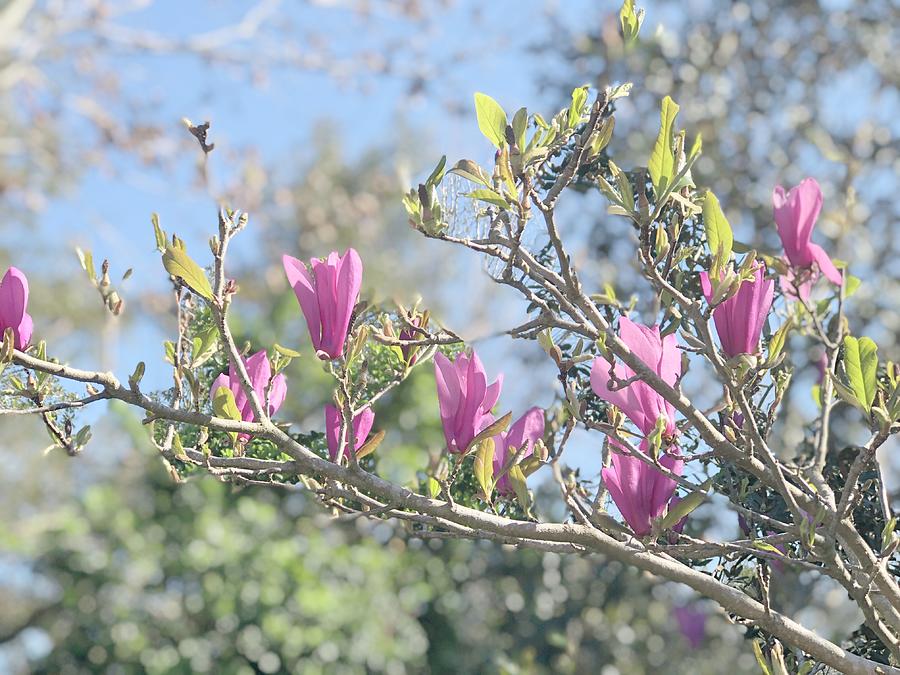Blooming Magnolia Photograph