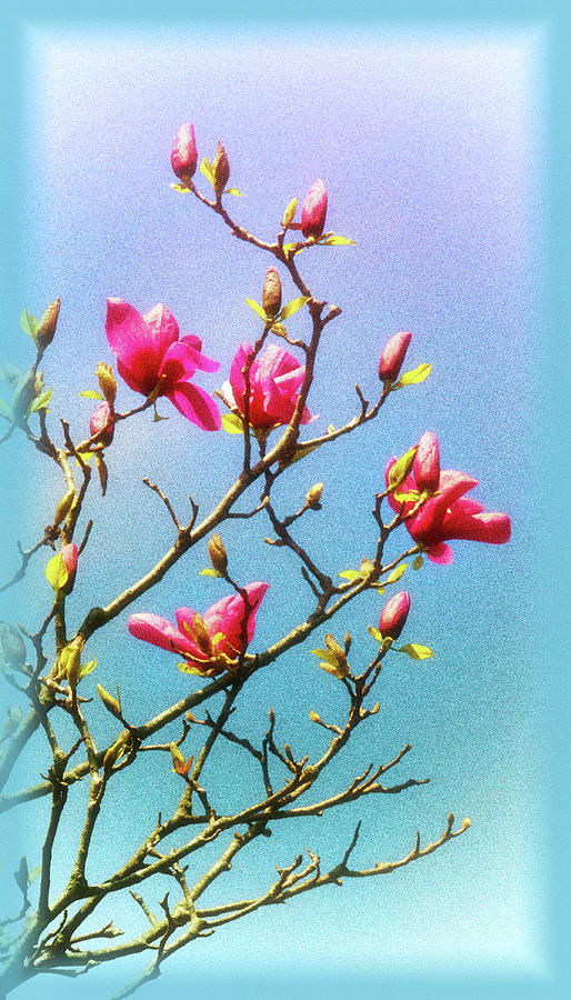 Blooming Magnolia Photograph by Carolyn Derstine