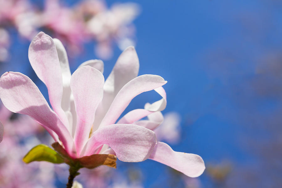 Blooming Magnolia Flower Photograph by Anastasy Yarmolovich