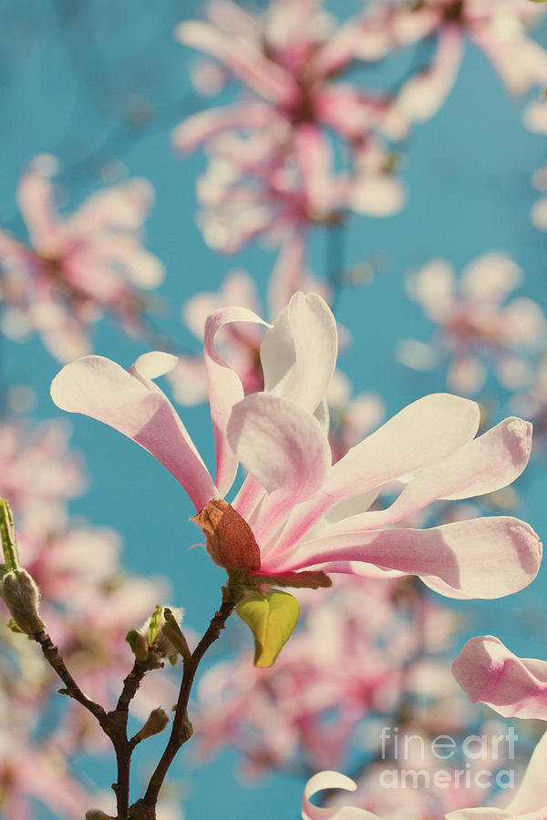 Blooming Magnolia Flowers Photograph by Anastasy Yarmolovich
