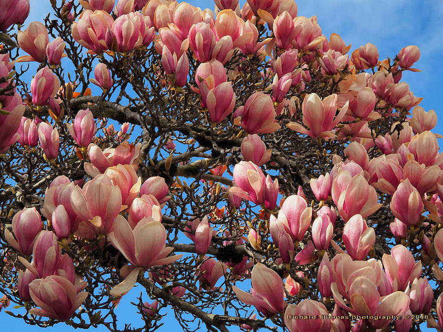 Blooming Magnolia Photograph by Richard Thomas