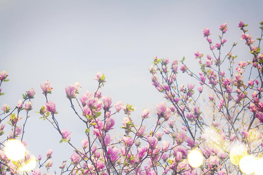 Blooming Magnolia Tree Photograph by Anastasy Yarmolovich