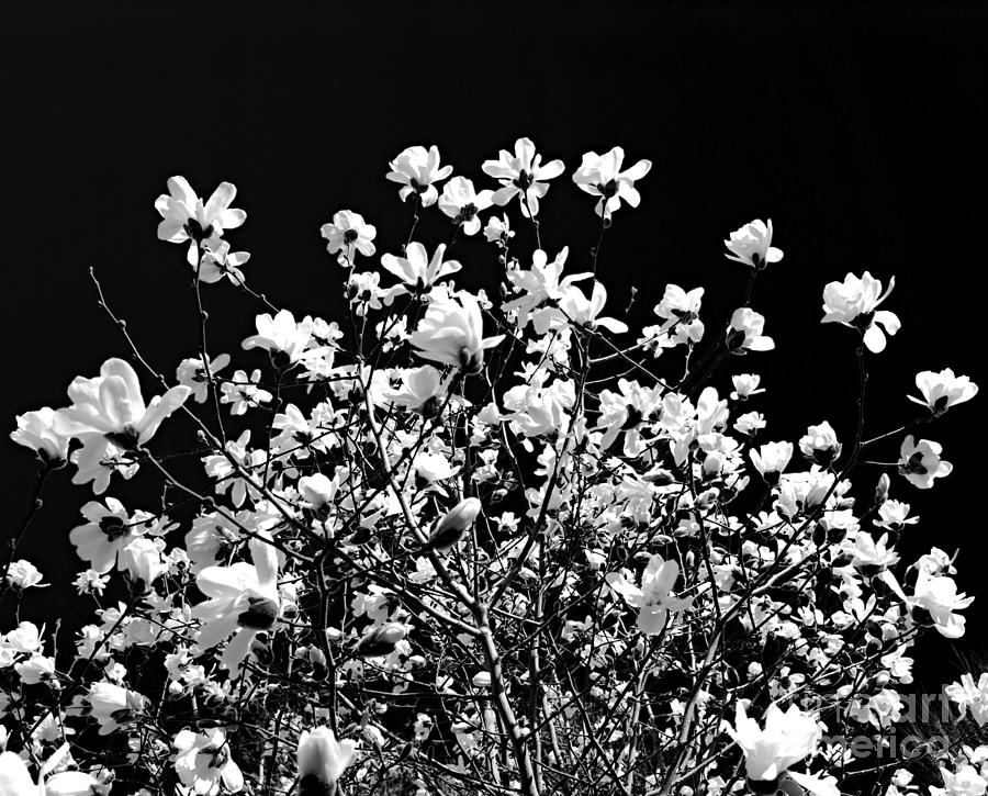 Blooming magnolia tree Photograph by Elena Elisseeva
