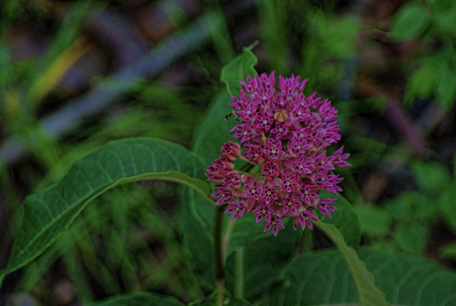 Blooming Milkweed by Rick Friedle Blooming Milkweed by Rick Friedle
