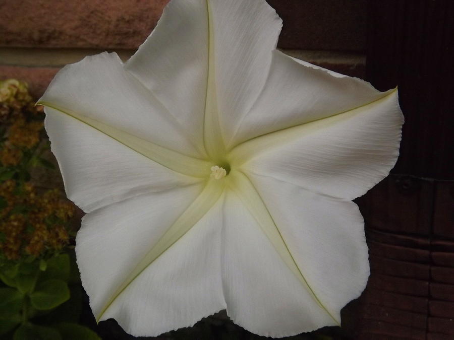 Blooming Moonflower Photograph by Lingfai Leung