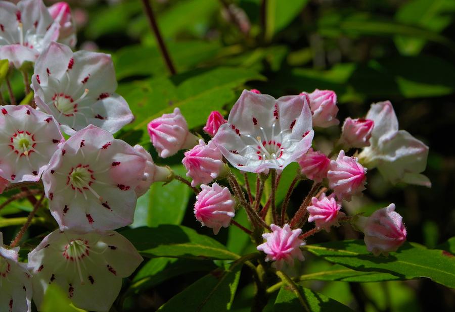 Blooming Mountain Laurel Photograph by Dennis Nelson - Fine Art America