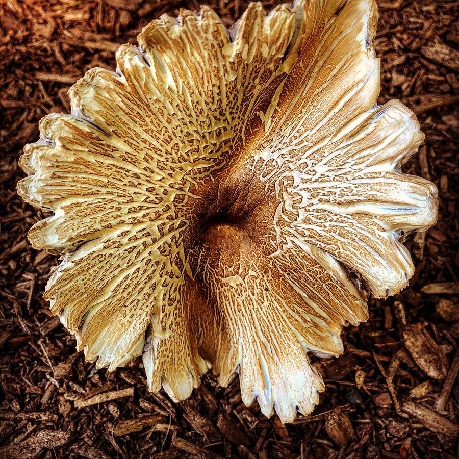 Blooming Mushroom Photograph by Maz Ghani