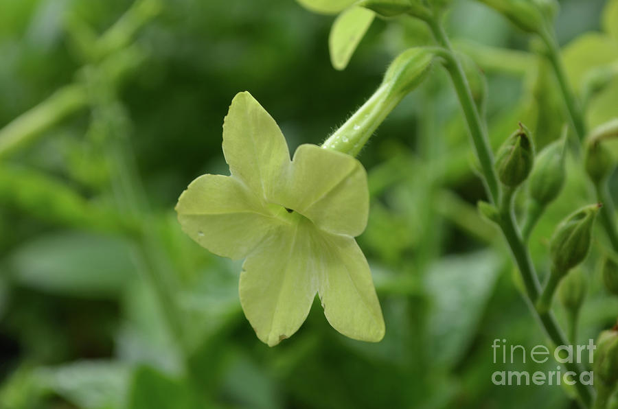 Blooming Nicotiana Flower Blossom Growing in the Wild Photograph by DejaVu Designs