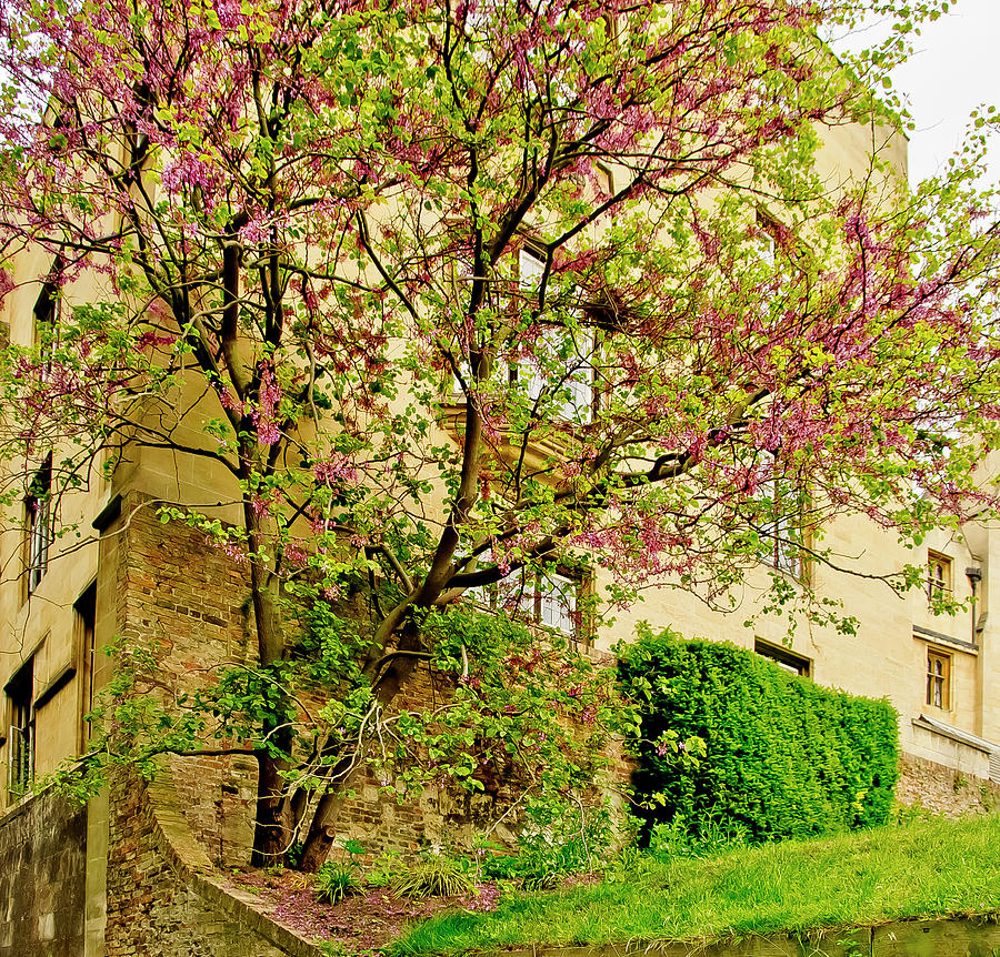 Blooming on the college ground. Photograph by Elena Perelman