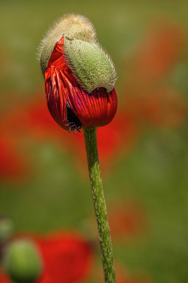 Blooming Orange Poppy Photograph by Teri Virbickis