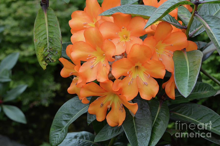 Blooming Orange Rhododendron Bush in Full Bloom Photograph by DejaVu Designs