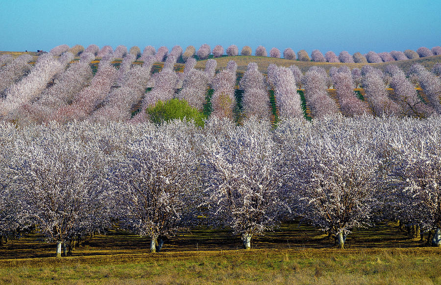 Blooming Orchards Photograph by Janet Kopper
