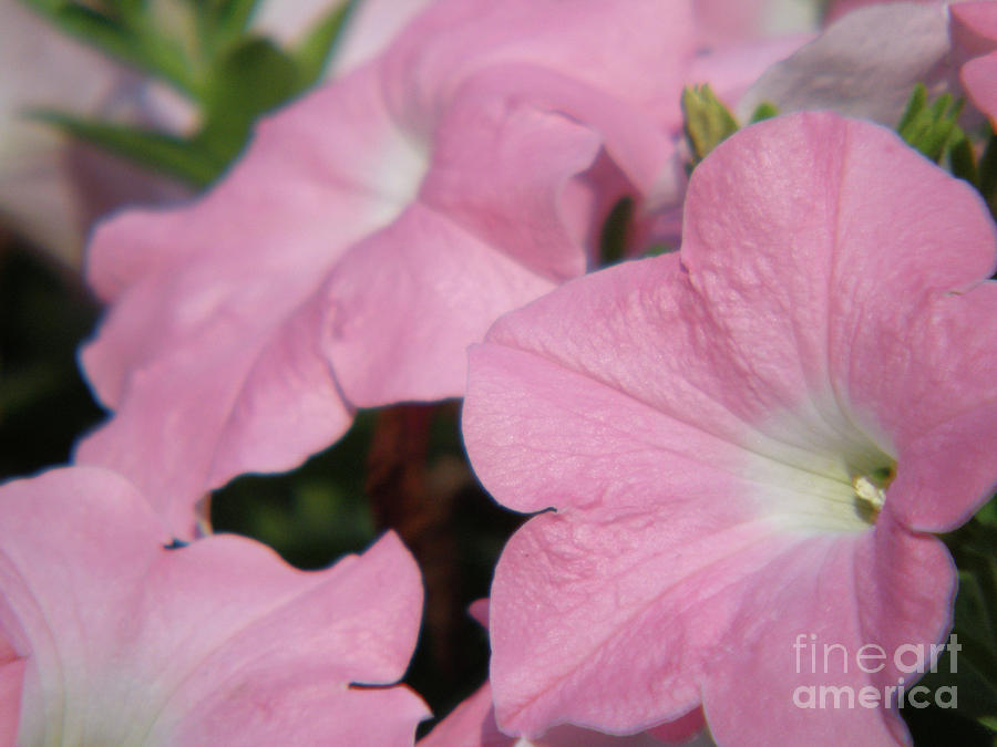 Blooming Pale Pink Petunia Flowers in a Garden Photograph by DejaVu Designs