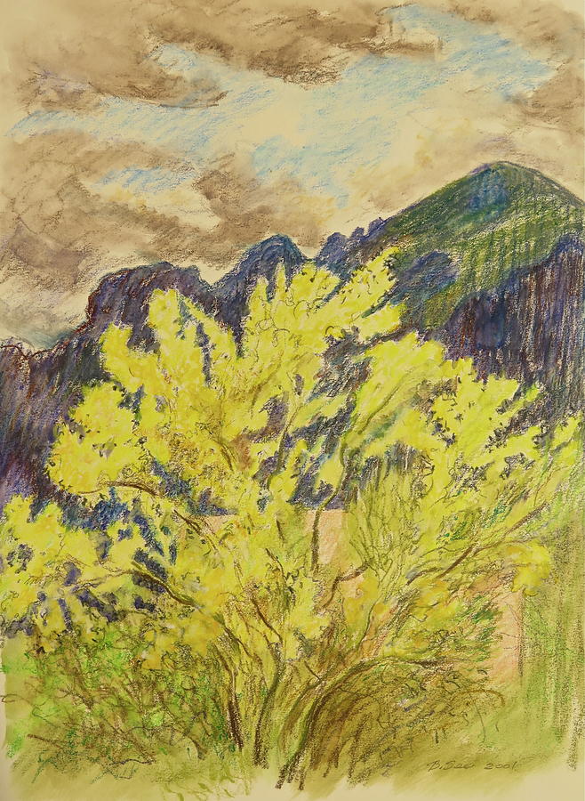 Nature Drawing - Blooming Palo Verde by Bonnie See